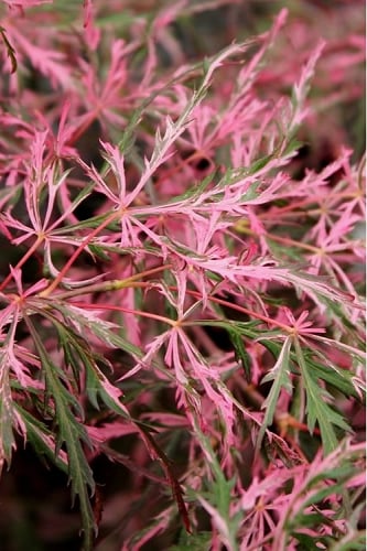 Hana Matoi Pink Leaf Japanese Maple - Acer palmatum - 3 Gallon Pot