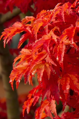 Lions Head Japanese Maple - Acer palmatum 'Shishigashira' - 5 Gallon Pot