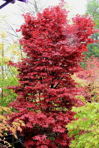 Twombly's Red Sentinel Japanese Maple - 2 Gallon Pot (2.5-3')