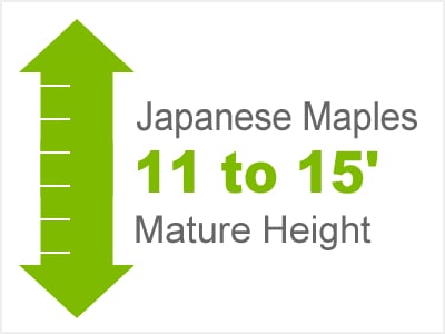 Japanese Maples 10 to 15' Mature Height
