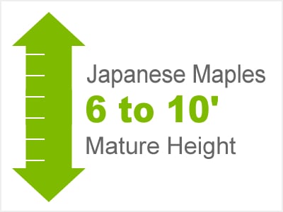 Japanese Maples 5 to 10' Mature Height