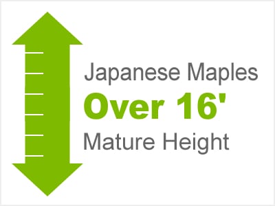 Japanese Maples 15' or More Mature Height