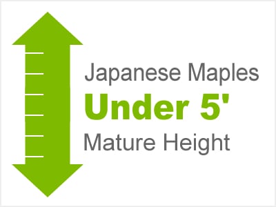 Japanese Maples Under 5' Mature Height