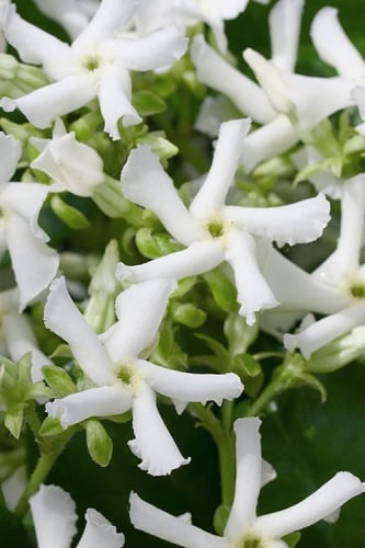 Star Jasmine Vine (Trachelospermum jasminoides) - 1 Gallon Pot