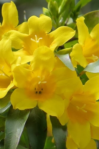 Duet Yellow Jasmine (Jessamine) - 2 Gallon Pot