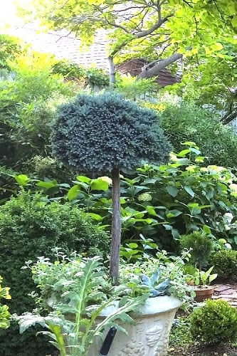Blue Star Juniper Tree (Single Trunk Topiary) - 2 Gallon Pot