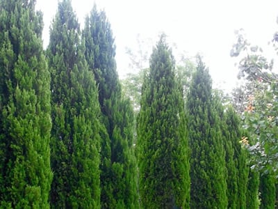 Juniper Trees
