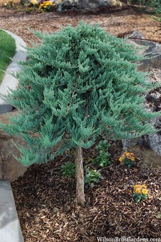 Blue Chip Juniper Tree Form Topiary - 3 Gallon Pot