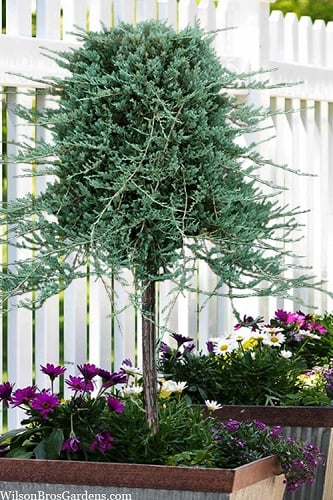 Blue Rug Juniper Tree Form Topiary - 3 Gallon Pot