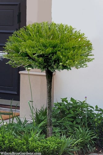 Calgary Carpet Juniper Tree (Single Trunk Topiary) - 3 Gallon Pot