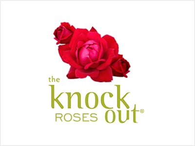 Knock Out Roses