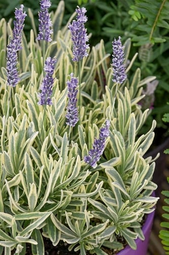 Platinum Blonde English Lavender Plant - 1 Gallon Pot