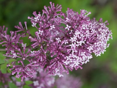 Lilac Bushes