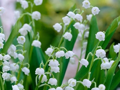 Convalallaria | Lily Of The Valley