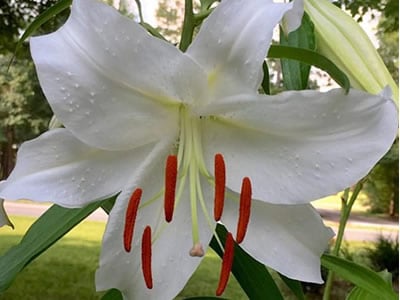 Lilium | Oriental Lily