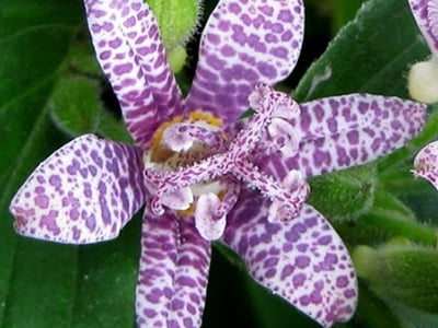 Tricyrtis | Toad Lilies