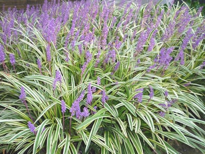 Liriope Grasses