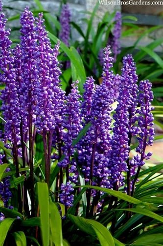 Royal Purple Liriope - Lilyturf - 18 Count Flats of Pint Pots