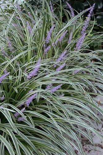 Silvery Sunproof Variegated Liriope - Lilyturf - 18 Count Flat of Pint Pots