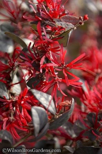 Ever Red Loropetalum (Chinese Fringeflower) - 3 Gallon Pot