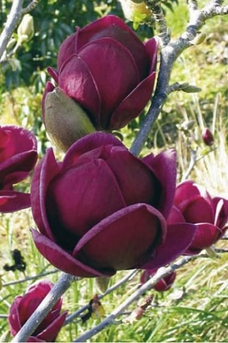 Genie Magnolia Tulip Tree - 7 Gallon Pot (3-4')