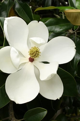 Little Gem Dwarf Southern Magnolia - 3 Gallon Pot (2.5-3.5')