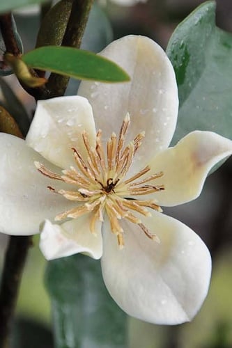Serendipity Banana Shrub (Magnolia figo) - 3 Gallon Pot