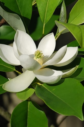 Sweetbay Magnolia - 1 Gallon Pot 