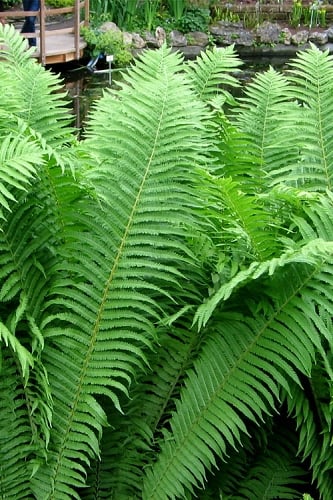 The King Ostrich Fern (Matteuccia struthiopteris) - 6 Pack of 1 Gallon Pots