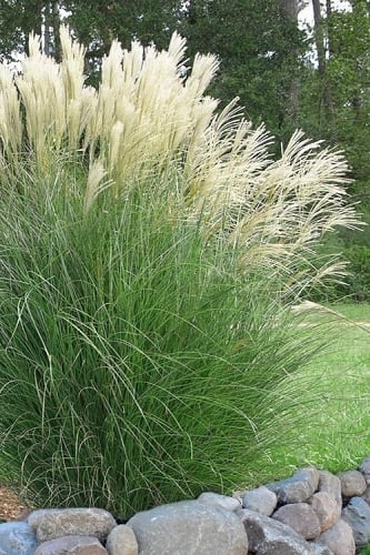 Maiden Grass - Miscanthus sinensis 'Gracillimus' - 1 Gallon Pot