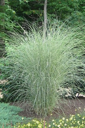 Morning Light Maiden Grass - Miscanthus sinensis - 3 Gallon Pot