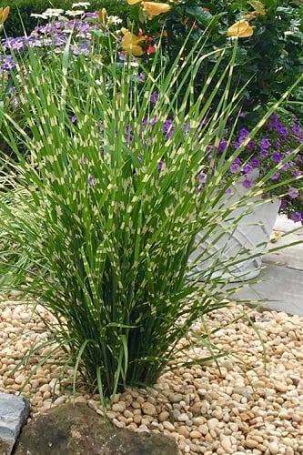 Porcupine Zebra Grass (Miscanthus sinensis 'Strictus') - 3 Gallon Pot
