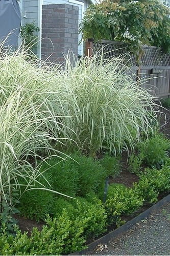 Variegated Maiden Grass - Miscanthus sinensis 'Variegatus' - 1 Gallon Pot