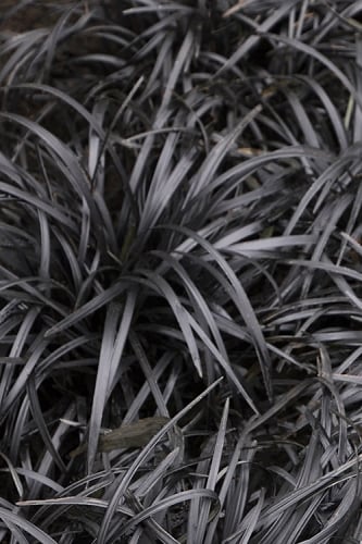 Black Mondo Grass - Ophiopogon planiscapus 'Nigrescens' - 18 Count Flat of Pint Pots