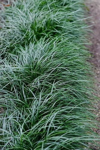 Tall Mondo Grass - 10 Count Flat of Pint Pots