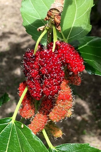 Red Mulberry Tree (Morus rubra) - 1 Gallon Pot