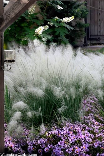 White Cloud Muhly Grass - 1 Gallon Pot