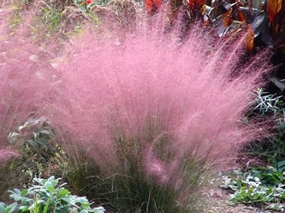 Muhly Grass | Cotton Candy Grass
