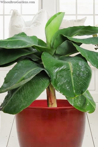 Little Prince Banana Plant - 1 Gallon Pot