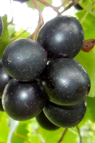Cowart Black Muscadine Grape Vine - 1 Gallon Pot