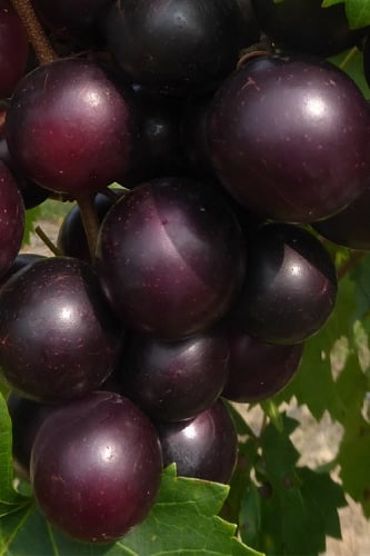 Jumbo Black Muscadine Grape Vine - 1 Gallon Pot