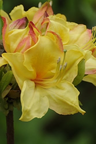 Canary Isles Aromi Azalea (Rhododendron hybrid) - 1 Gallon Pot 