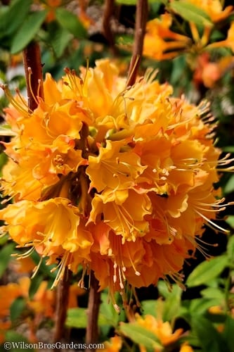 Dons Variegated Native Azalea - Rhododendron - 3 Gallon Pot