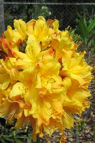Spring Fanfare Aromi Azalea (Rhododendron hybrid) - 1 Gallon Pot