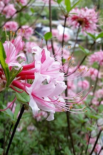 Varnadoes Phlox Pink Native Azalea - Rhododendron canescens - 3 Gallon Pot
