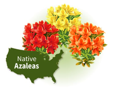 Native Azaleas | Rhododendrons