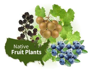 Native Fruit Plants