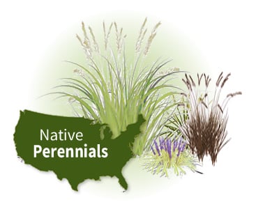 North American Native Grasses