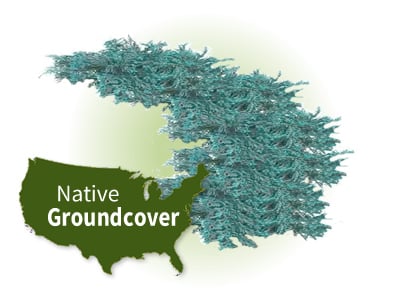 North American Native Groundcovers