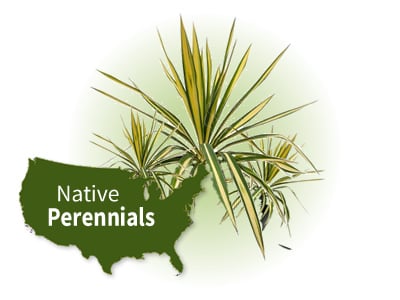Native Perennial Plants